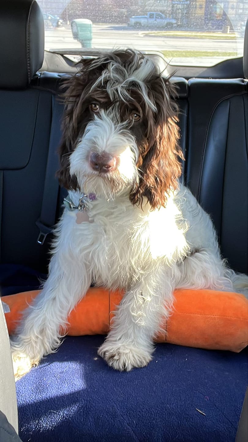 The Snuggle Carrot - The Smart Soothing Toy for Anxious Pups
