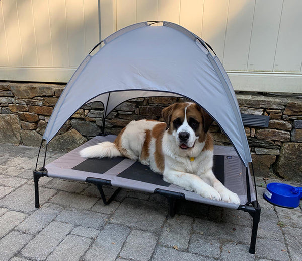 Chew Proof Dog Bed