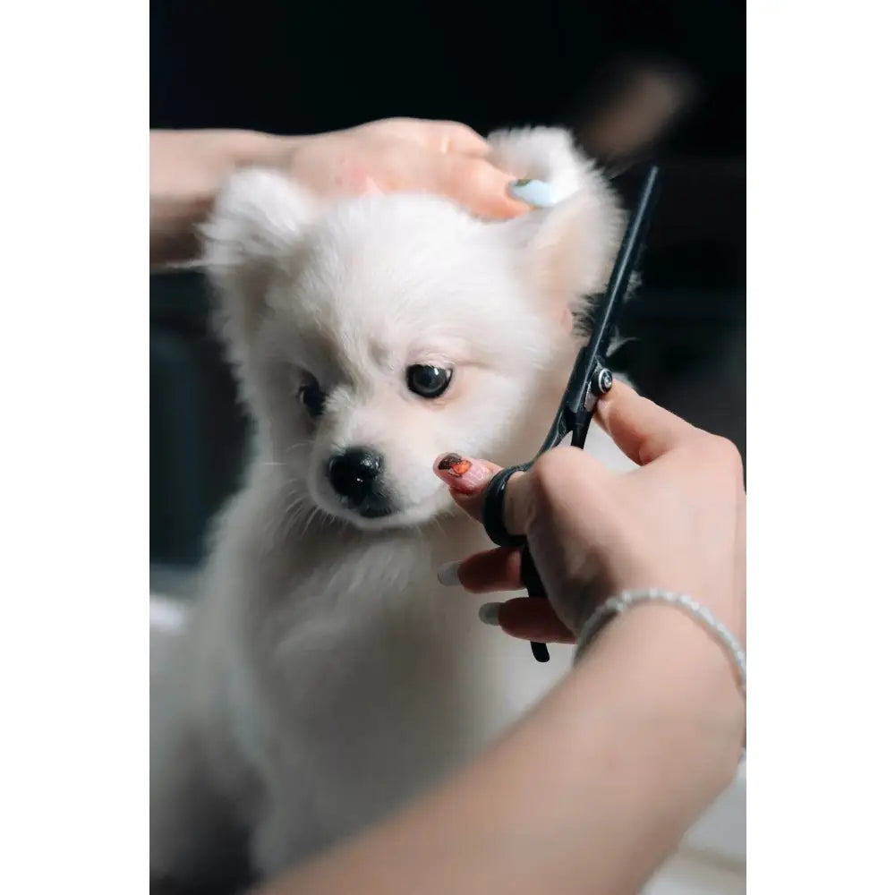 7" Professional Pet Grooming Shears Paws and Purrz