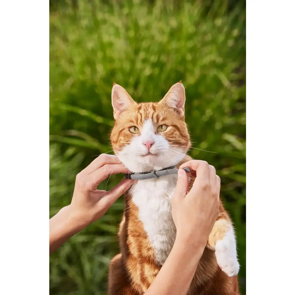 8-Month Flea & Tick Free Collar Paws and Purrz