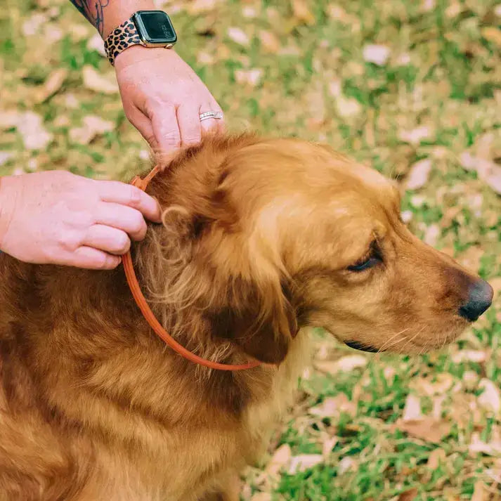 8-Month Flea & Tick Free Collar Paws and Purrz