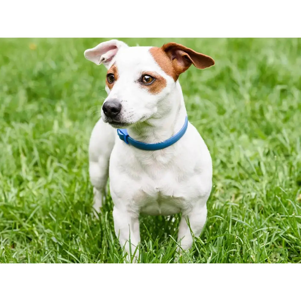8-Month Flea & Tick Free Collar Paws and Purrz