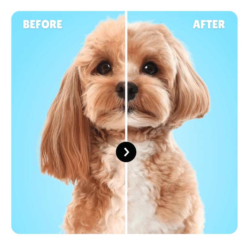 Before and after comparison of a dog with a haircut on a blue background