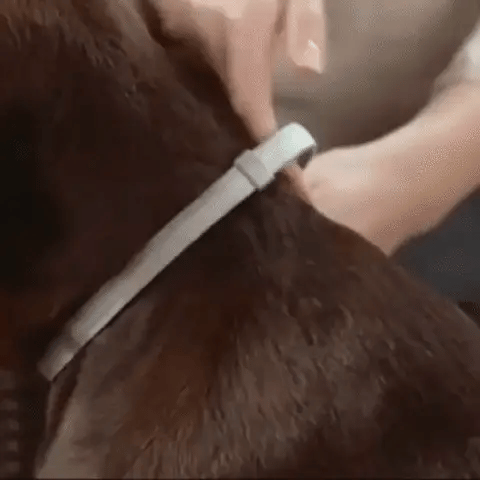 8-Month Flea & Tick Free Collar