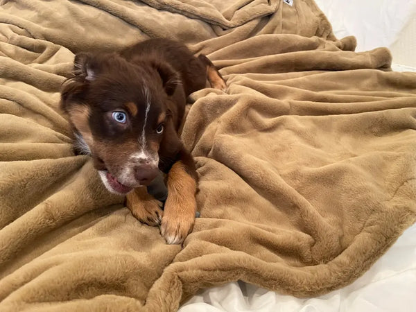 Pets Waterproof Throw Blanket