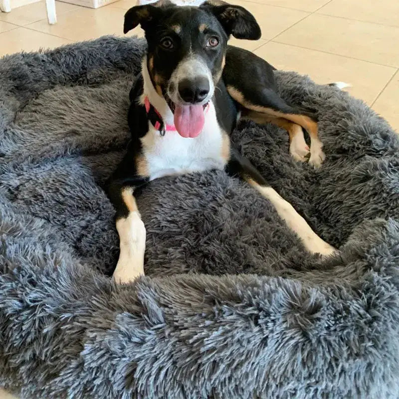 Calm & Comfort Kit – Calming Bed Edition Paws and Purrz
