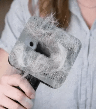 PetVac Grooming Kit
