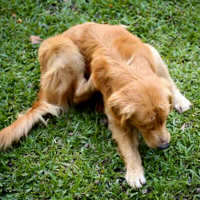 8-Month Flea & Tick Free Collar