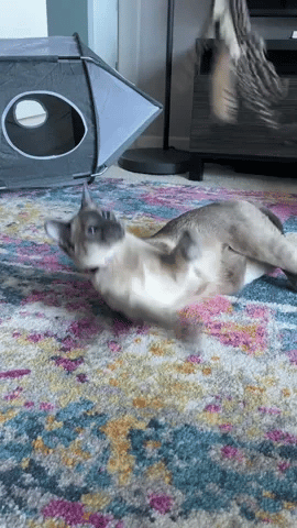 Interactive Bird Simulation Cat Toy