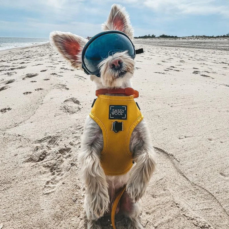 8-Month Flea & Tick Free Collar