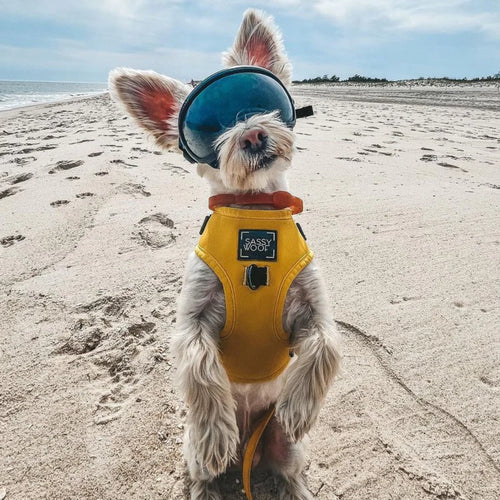 8-Month Flea & Tick Free Collar