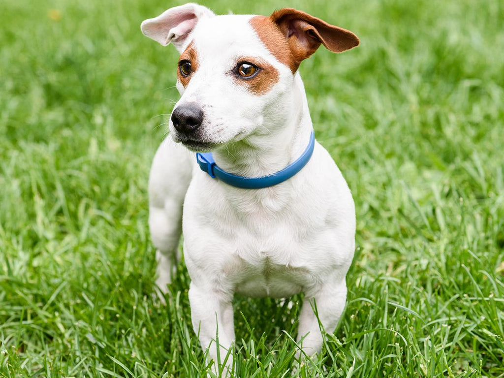 8-Month Flea & Tick Free Collar