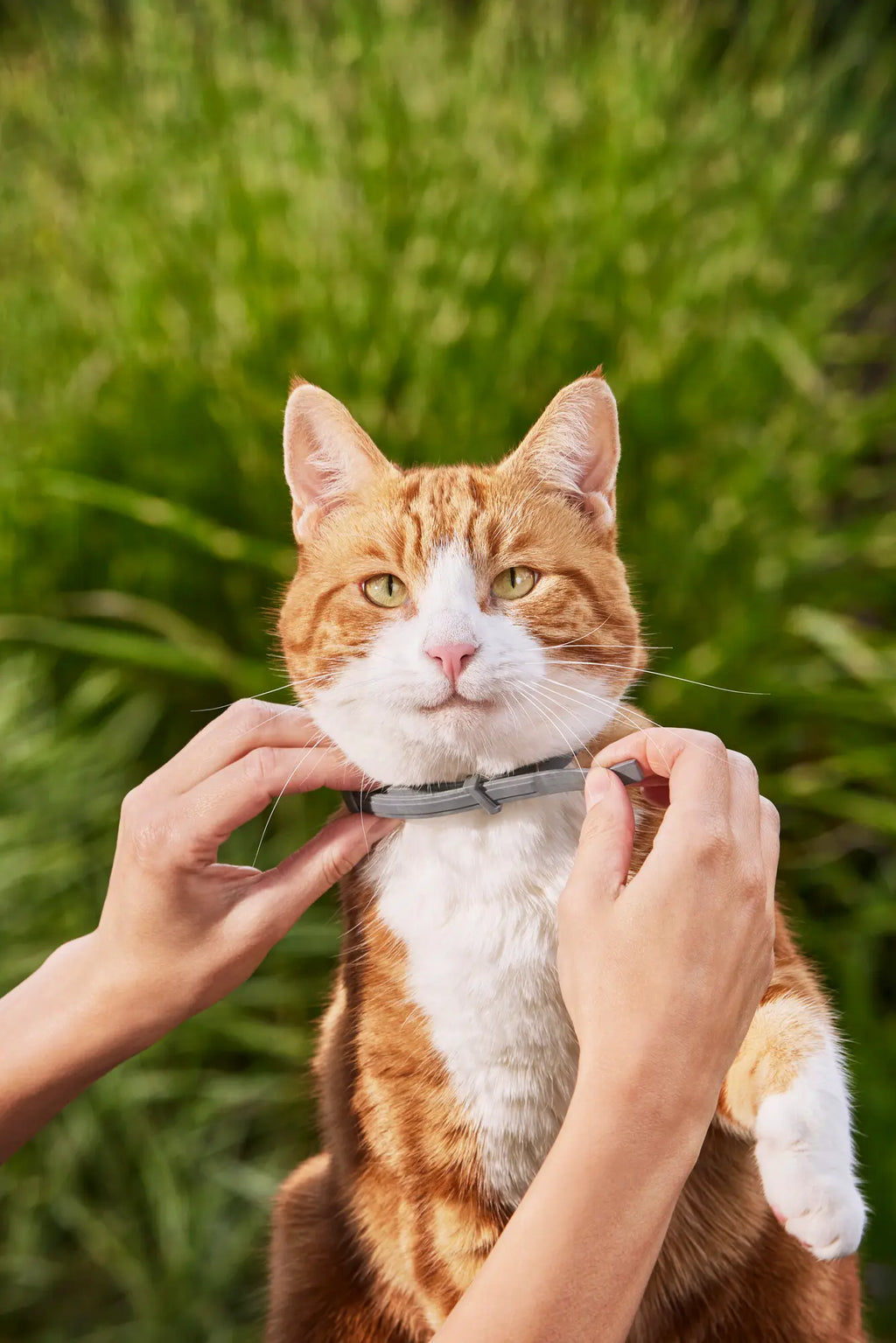 8-Month Flea & Tick Free Collar