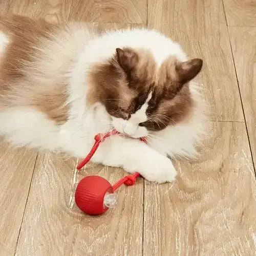 Interactive Ball Pet Toy Paws and Purrz