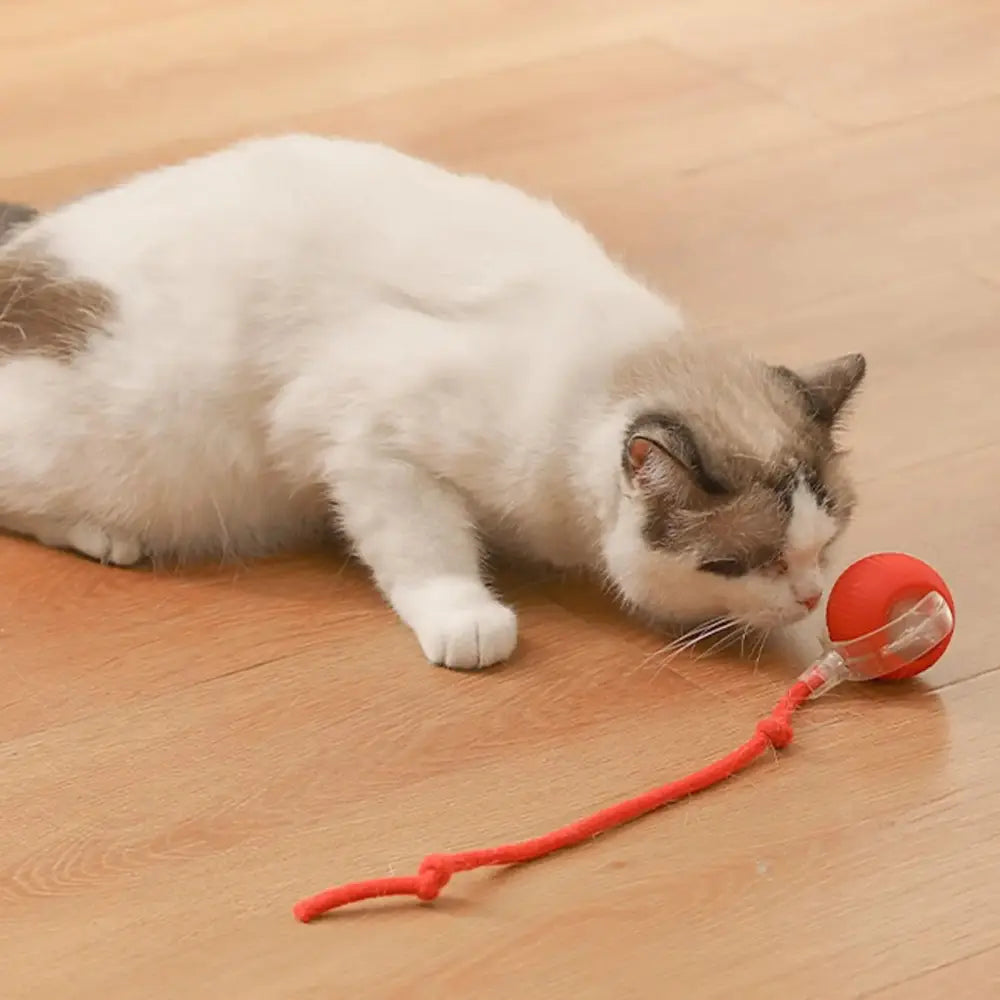 Interactive Ball Pet Toy Paws and Purrz