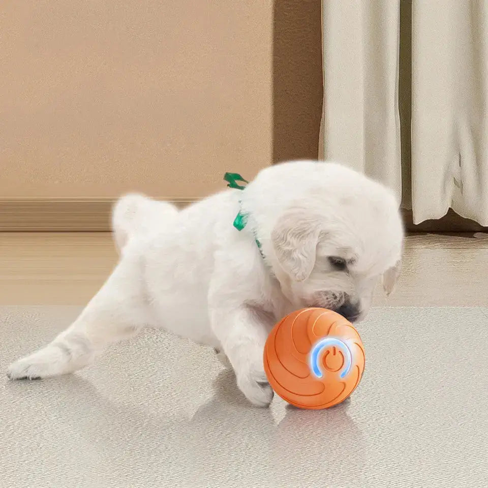 Paws & Purrz Wonder Ball Motion Toys Paws and Purrz