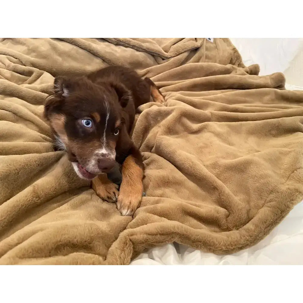 Pets Waterproof Throw Blanket Paws and Purrz