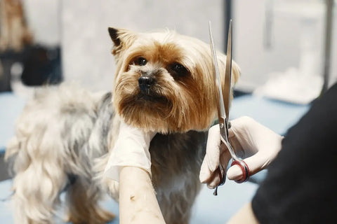 7’’ Professional Pet Grooming Shears