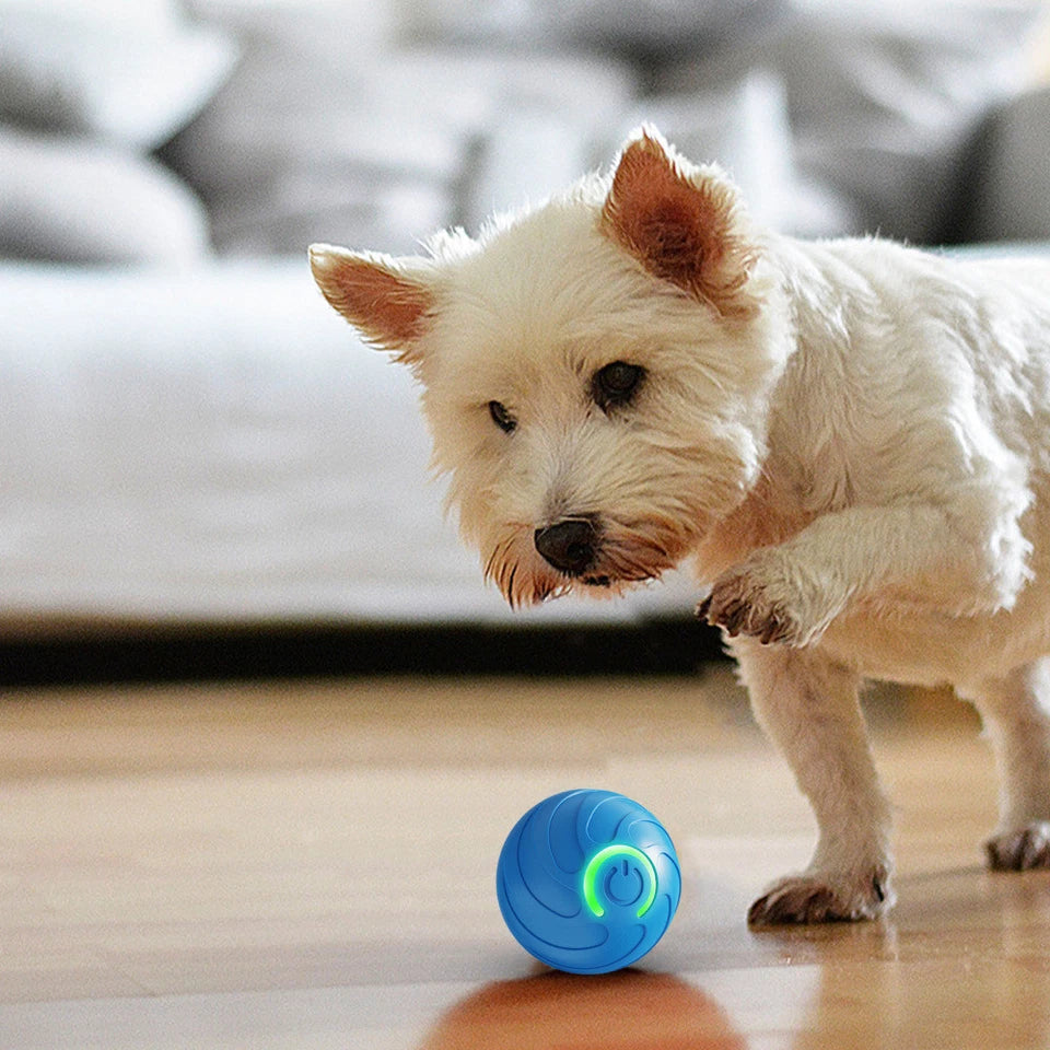 Paws & Purrz Wonder Ball Motion Toys