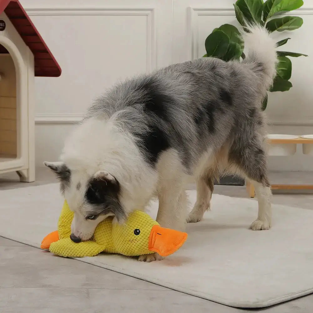The Calming Duck Paws and Purrz