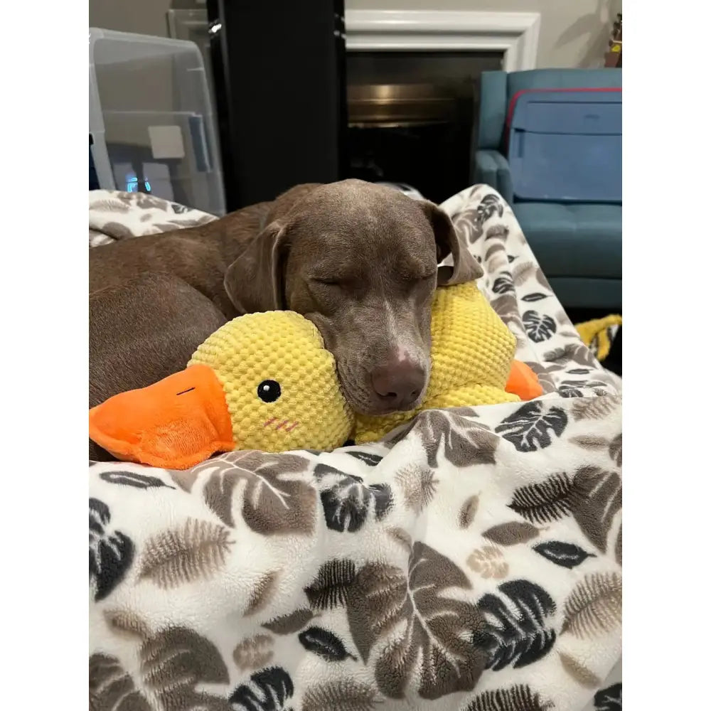 The Calming Duck Paws and Purrz