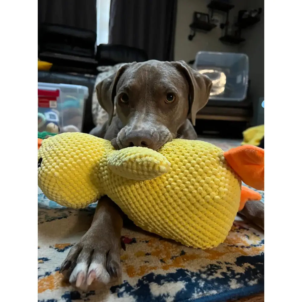 The Calming Duck Paws and Purrz
