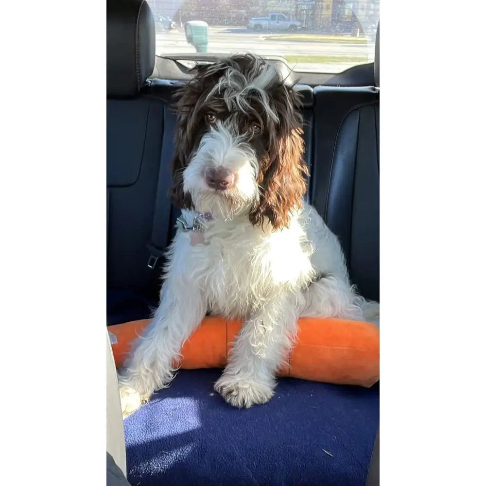 The Snuggle Carrot -  The Smart Soothing Toy for Anxious Pups Paws and Purrz